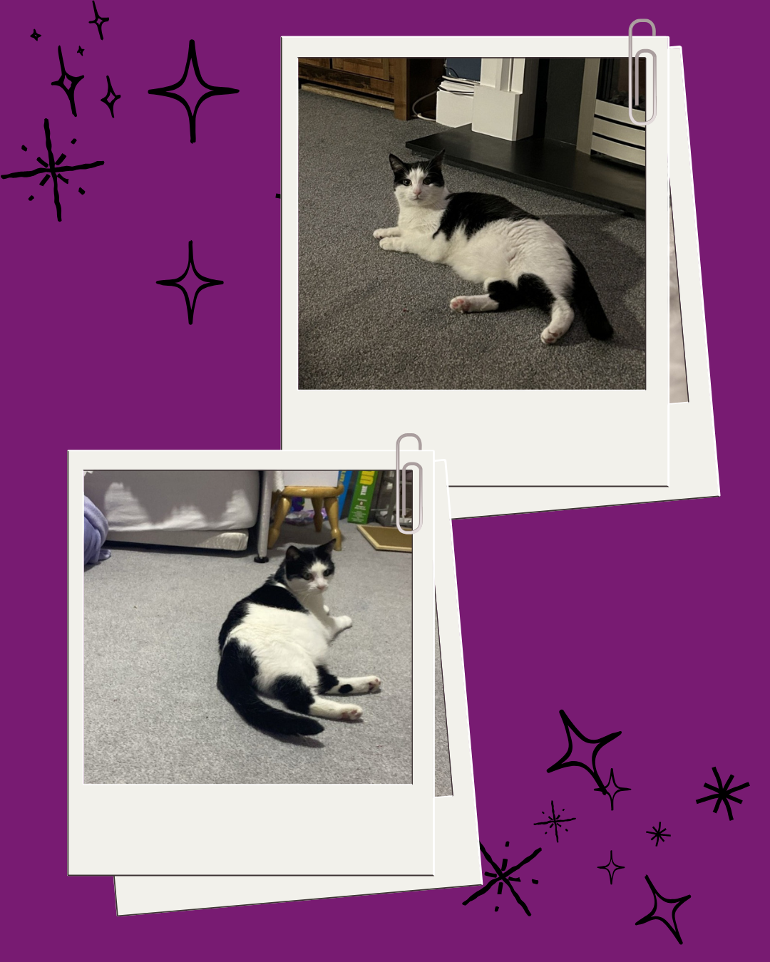 Bobby's Adoption Update - image 2